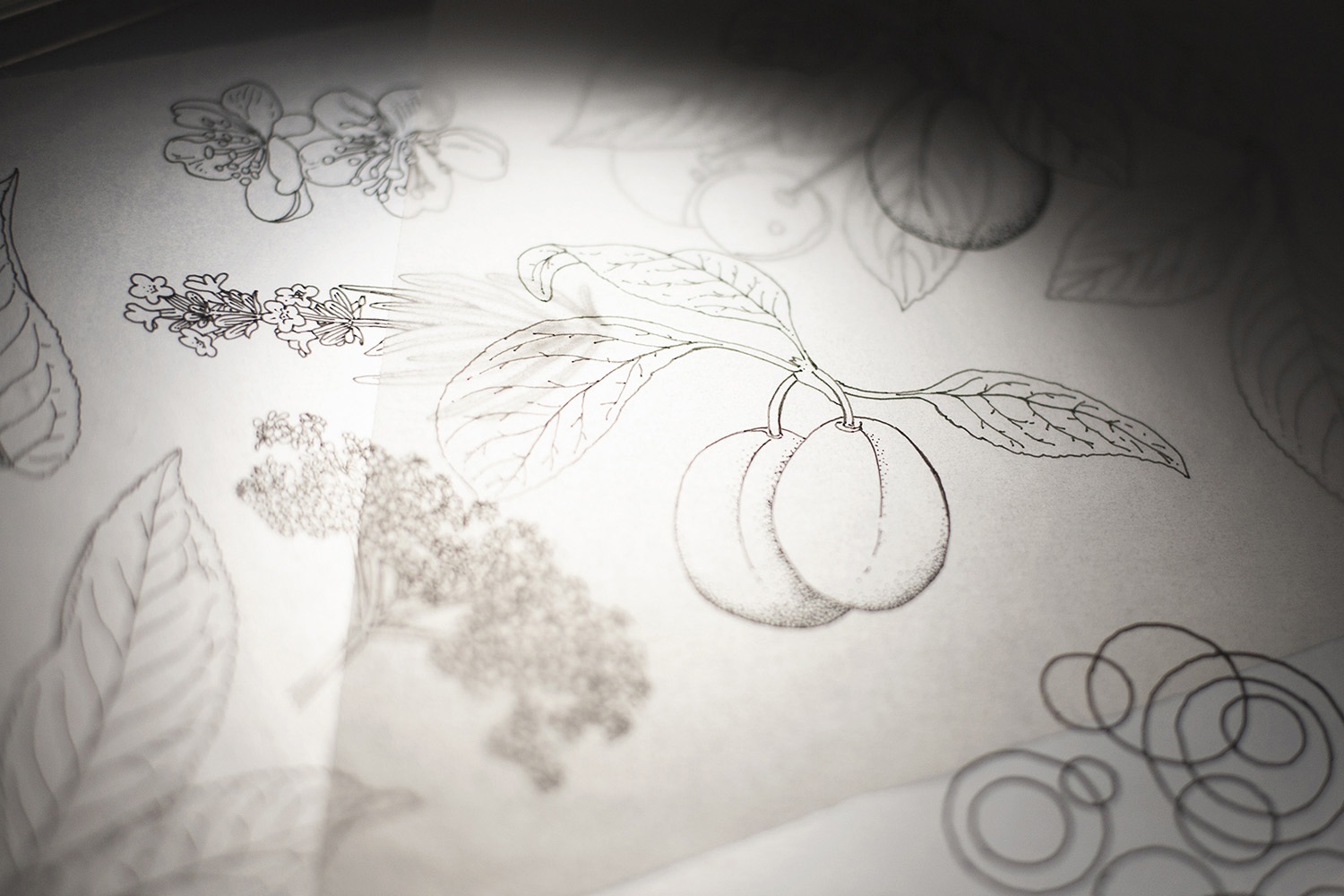 fruit drawings on tracing paper